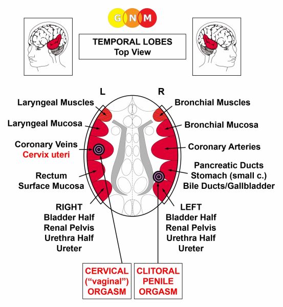 Female Sexual Organs